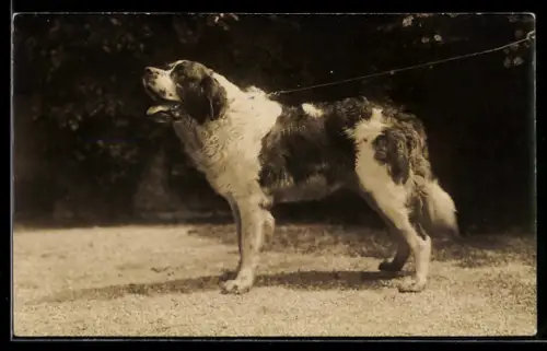 Foto-AK Bellender Bernhardiner in einem Park
