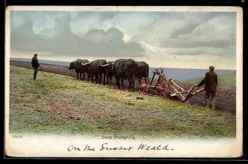 AK Sussex Waelf, Deep Ploughing, Ochsen-Gespann