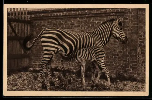 AK Circus Willy Hagenbeck, Gross-Raubtierschau, Zebra in einem Verschlag
