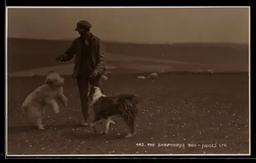 AK The Sheperd`s Boy, Knabe spielt mit zwei Hütehunden, Schafe im Hintergrund