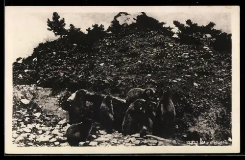 AK Murmeltiere auf dem Hügel