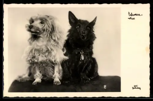 Foto-AK Schwarzweiss, Terrier