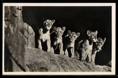 AK Hamburg. Altona-Stellingen, Carl Hagenbeck`s Tierpark, Löwinnen in der Löwenschlucht