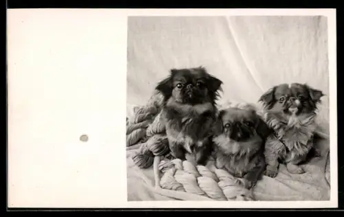 Foto-AK Drei kleine Pekinesen, Portrait