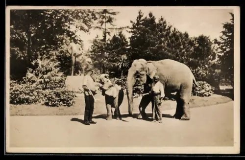 AK Stellingen, Hagenbecks Tierpark, Indischer u. Afrikanischer Elefant am Hagenbeck-Denkmal, Wärter