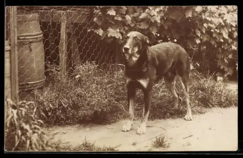 Foto-AK Hund vor einem Maschendrahtzaun