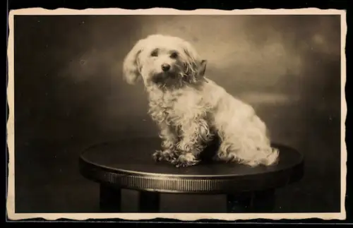 Foto-AK Weisser Terrier auf einem Tisch