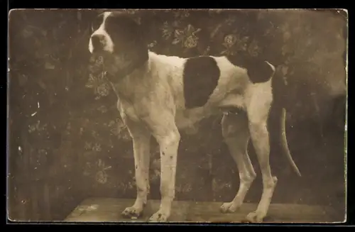 Foto-AK Hochbeiniger Jagdhund, Portrait