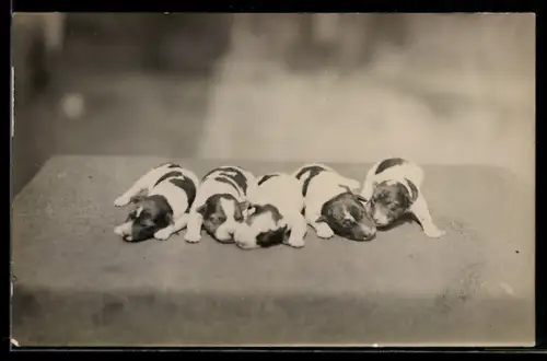 Foto-AK Fünf Welpen, auf dem Bauch liegend