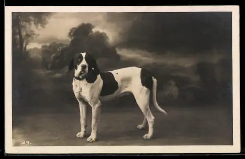AK Ein Jagdhund vor einer Landschaftskulisse, Portrait