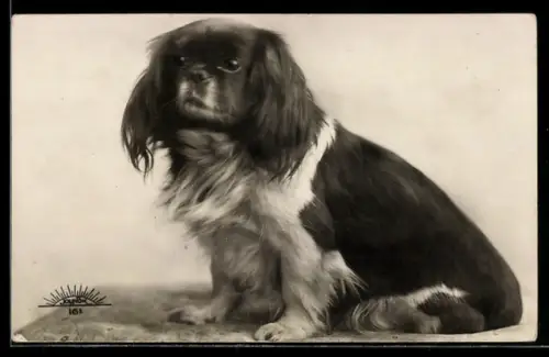 AK Pekinese im Sitz, Portrait