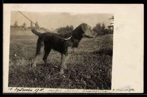 Foto-AK Angeleinter Hund auf einer Wiese