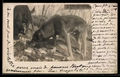 Foto-AK Zwei Hunde auf Spurensuche an einer Böschung