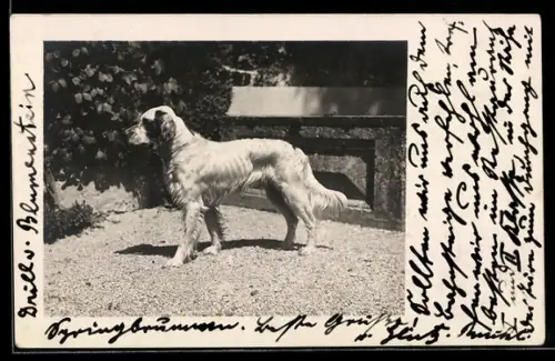 Foto-AK Hund im Sonnenschein, Portrait