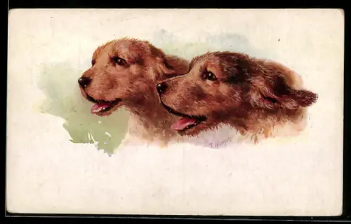 AK Otter Hounds, Portrait