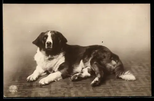 AK Bernhardiner liegt auf einem Teppich