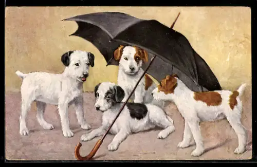 AK Vier junge Hunde unter einem Schirm
