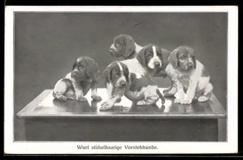 AK Wurf stichelhaarige Vorstehhunde auf einem Tisch