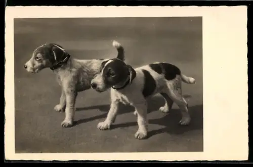 Foto-AK Zwei Welpen auf tapsigen Pfoten, Portrait