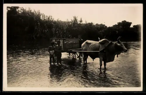 Foto-AK Kinder mit Ochsengespann im flachen Wasser