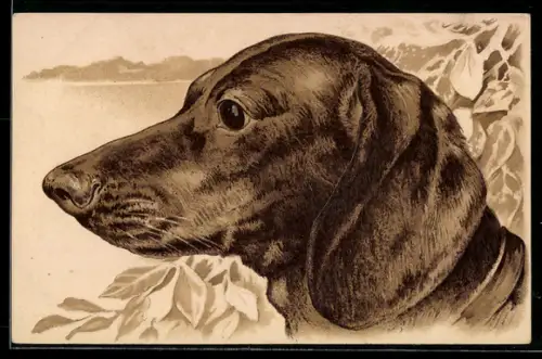 AK Dackel mit wachem Blick