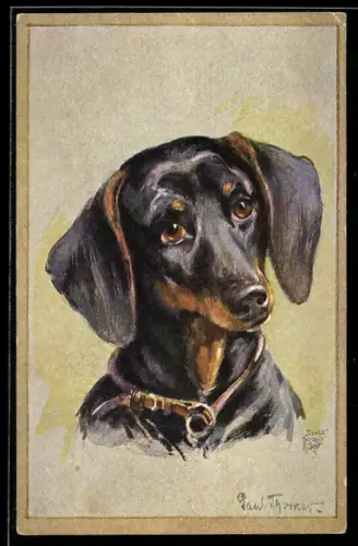 Künstler-AK Dackel mit treuem Blick