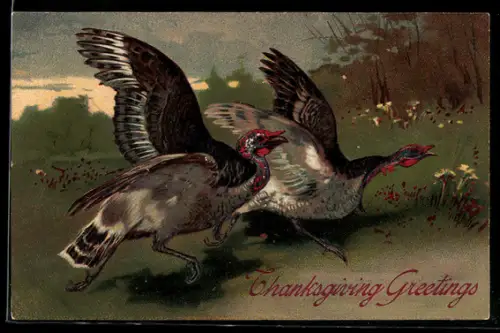 AK Truthähne laufen über die Wiese, Thanksgiving Greetings