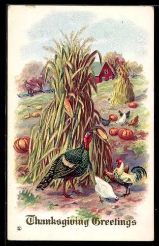 AK Truthahn trifft auf Hühner, Thanksgivinggruss