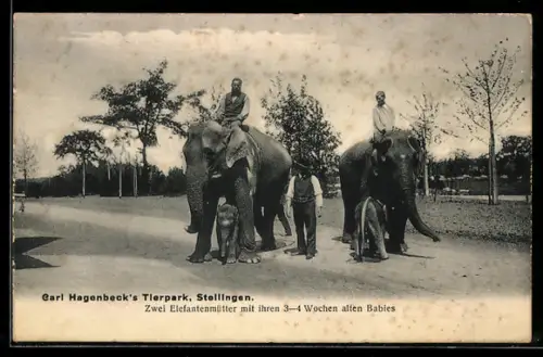 AK Hamburg-Stellingen, Völkerschau Carl Hagenbecks Tierpark, Elefantenmütter mit Babies