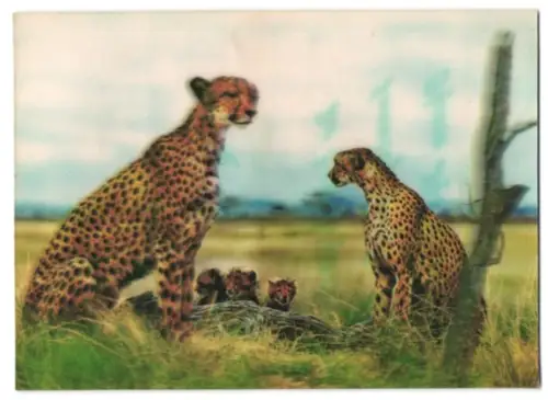 3D-AK Leopardenfamilie in der Savanne