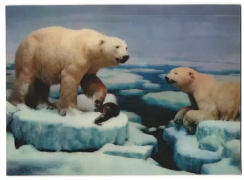 3D-AK Eisbären nach erfolgreicher Jagd