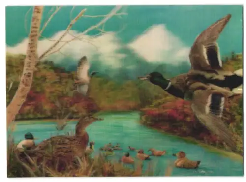 3D-AK Wild Ducks, Wildenten auf dem Wasser und in der Luft