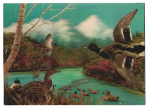 3D-AK Wild Ducks, Wildenten auf dem Wasser und in der Luft