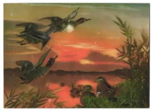 3D-AK Wildenten bei Abenddämmerung
