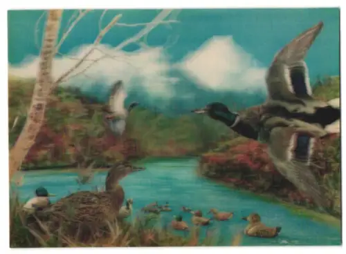 3D-AK Wild Ducks, Wildenten auf dem Wasser und in der Luft