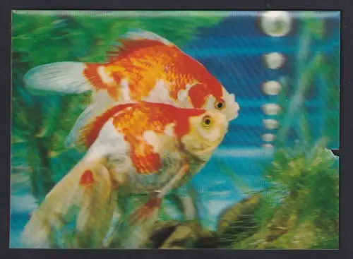 3D-AK Zwei Koikarpfen im Aquarium