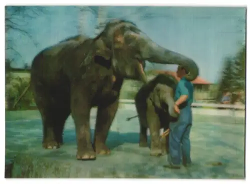 3D-AK Elephants, Elefant und Jungtier spielen mit ihrem Pfleger