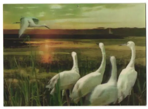 3D-AK Egrets, Reiher am See