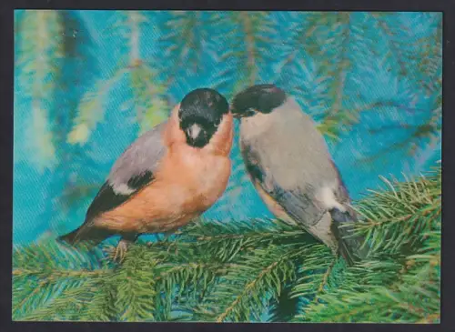 3D-AK Dompfaff-Pärchen