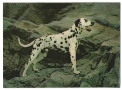 3D-AK Dalmatian, Dalmatiner auf einem Felsen