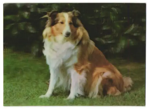 3D-AK Shetland Sheepdog auf einer Wiese