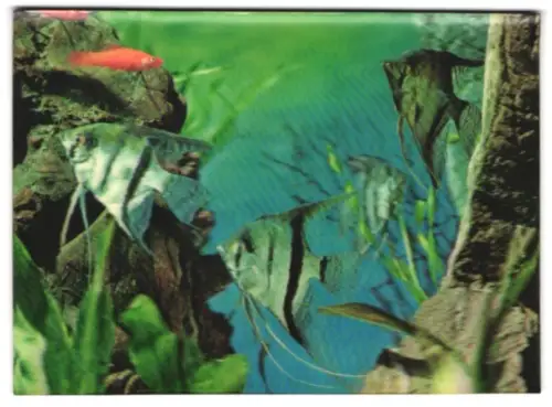 3D-AK Angel Fishes, Exotische Fische