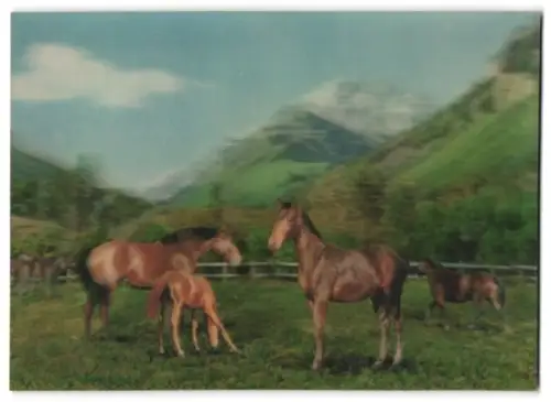 3D-AK Pferde auf ihrer Weide