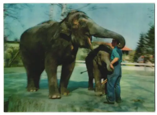 3D-AK Elephants, Elefant und Jungtier spielen mit ihrem Pfleger