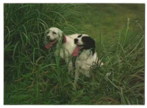3D-AK Zwei Hunde sitzen im hohen Gras