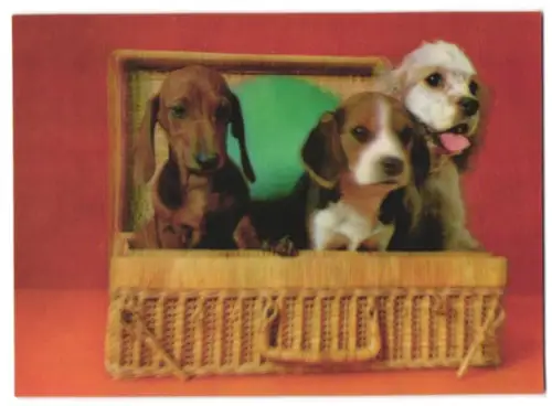 3D-AK Three Dogs in Basket, Hunde im Korbkoffer