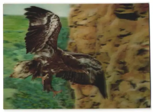 3D-AK Adler beim Flug
