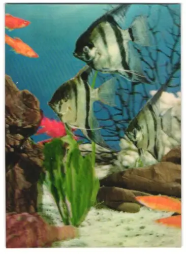 3D-AK Schwarz-Weiss gestreifte Fische in einem Aquarium