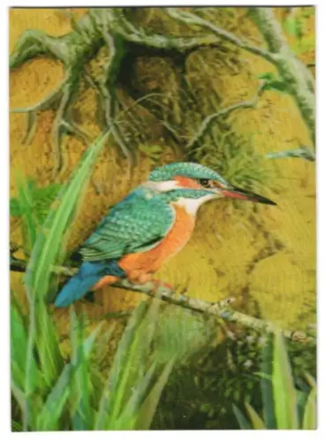 3D-AK Kingfisher, Vogel auf einem Zweig