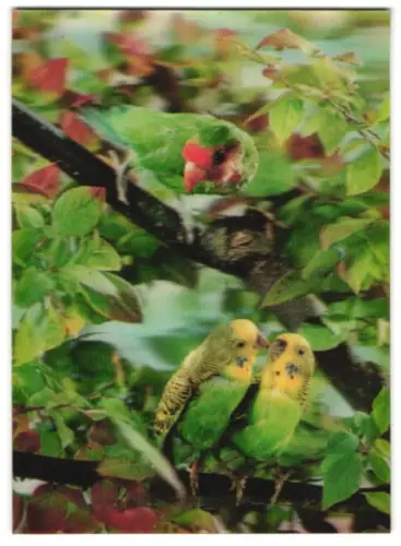 3D-AK Wellensittiche auf einem Ast